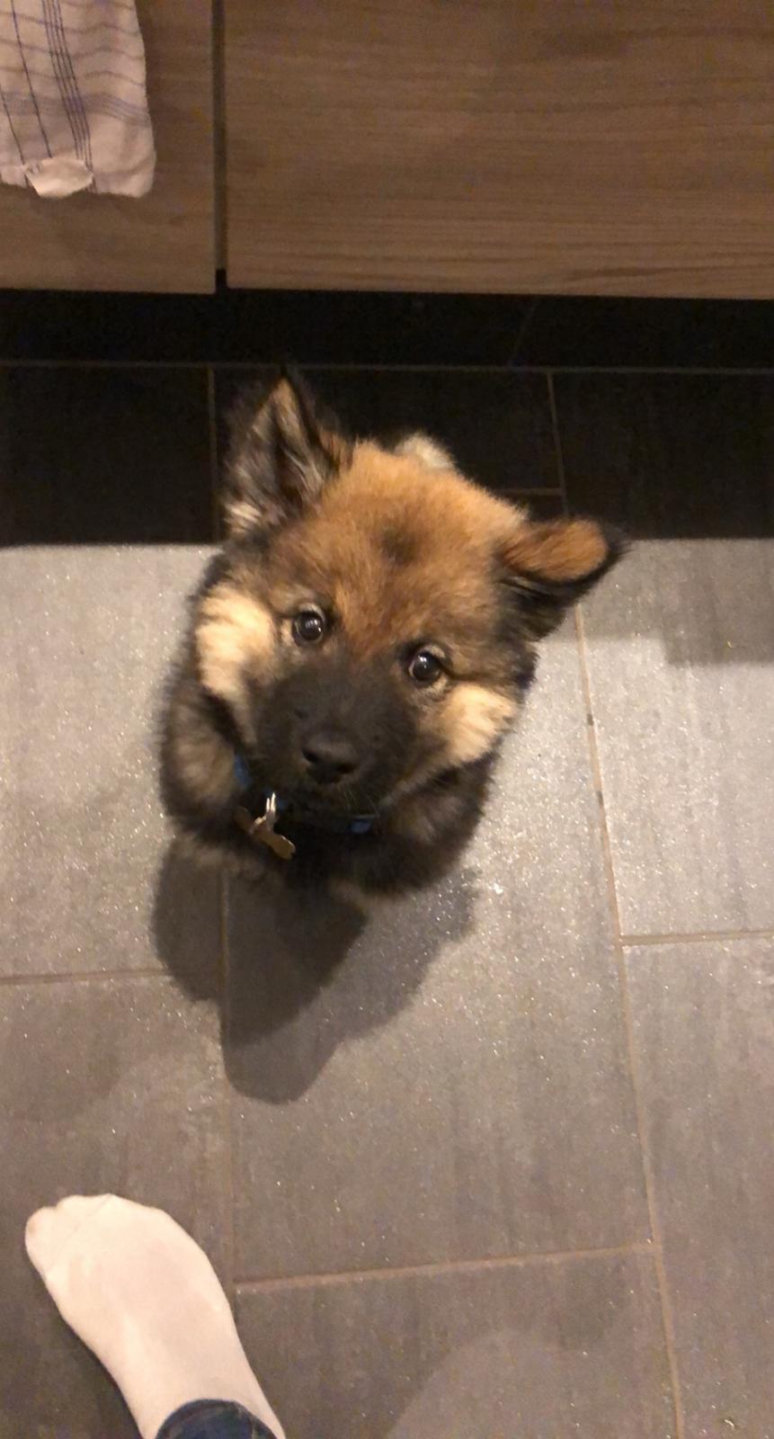 Eurasier Balto billede 9