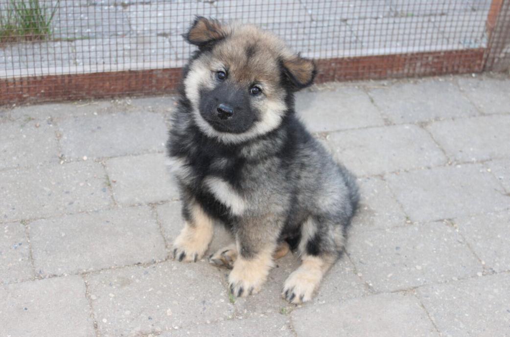 Eurasier Balto - 8 uger gammel.  billede 11