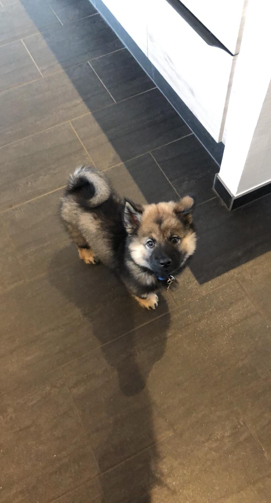 Eurasier Balto billede 10