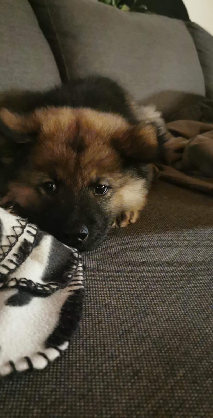 Eurasier Balto billede 12