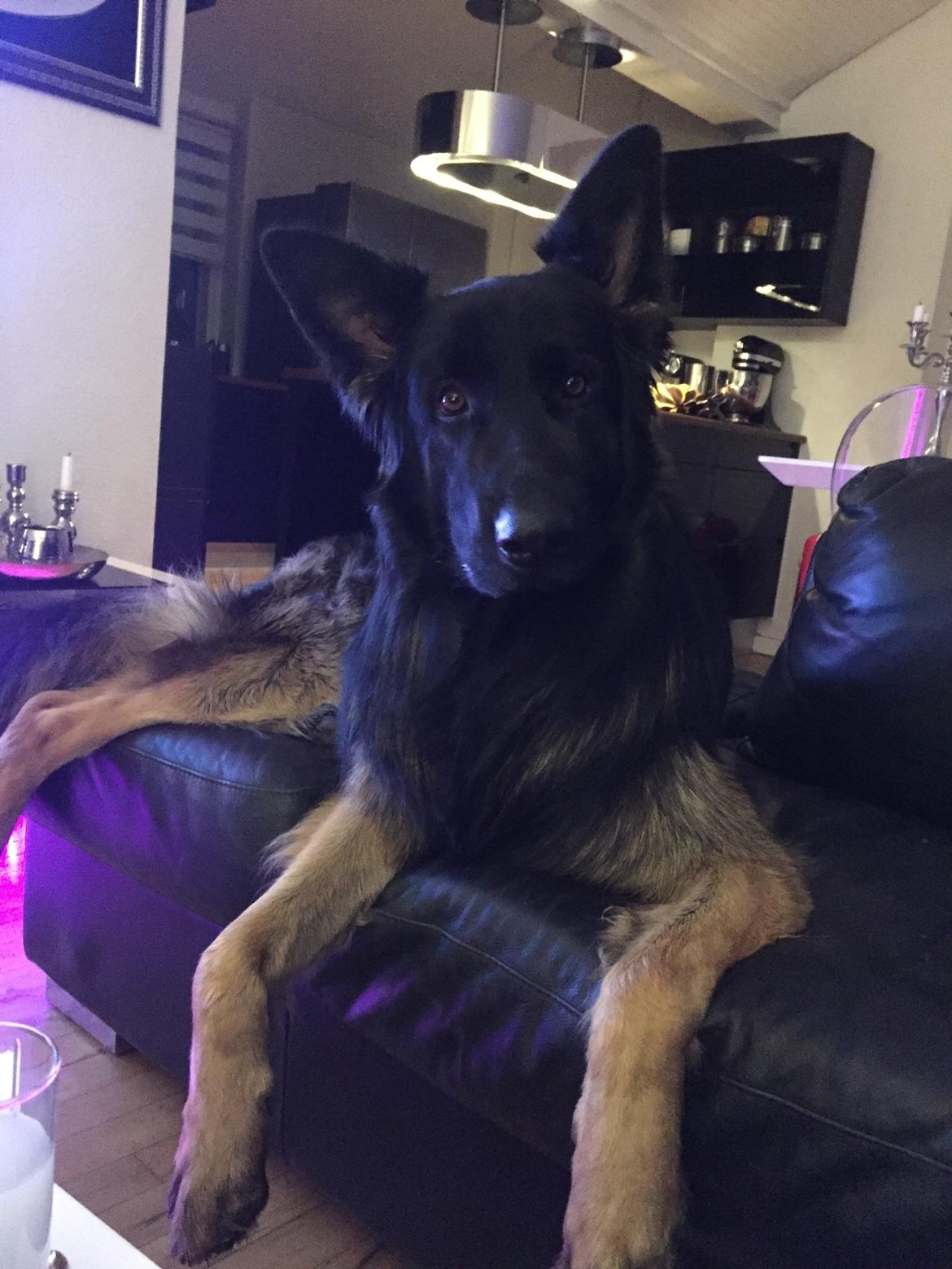 Schæferhund Rambo billede 1