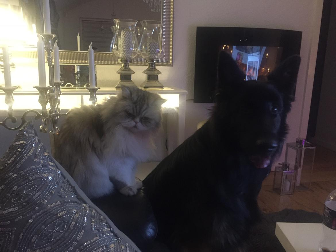 Schæferhund Rambo billede 3