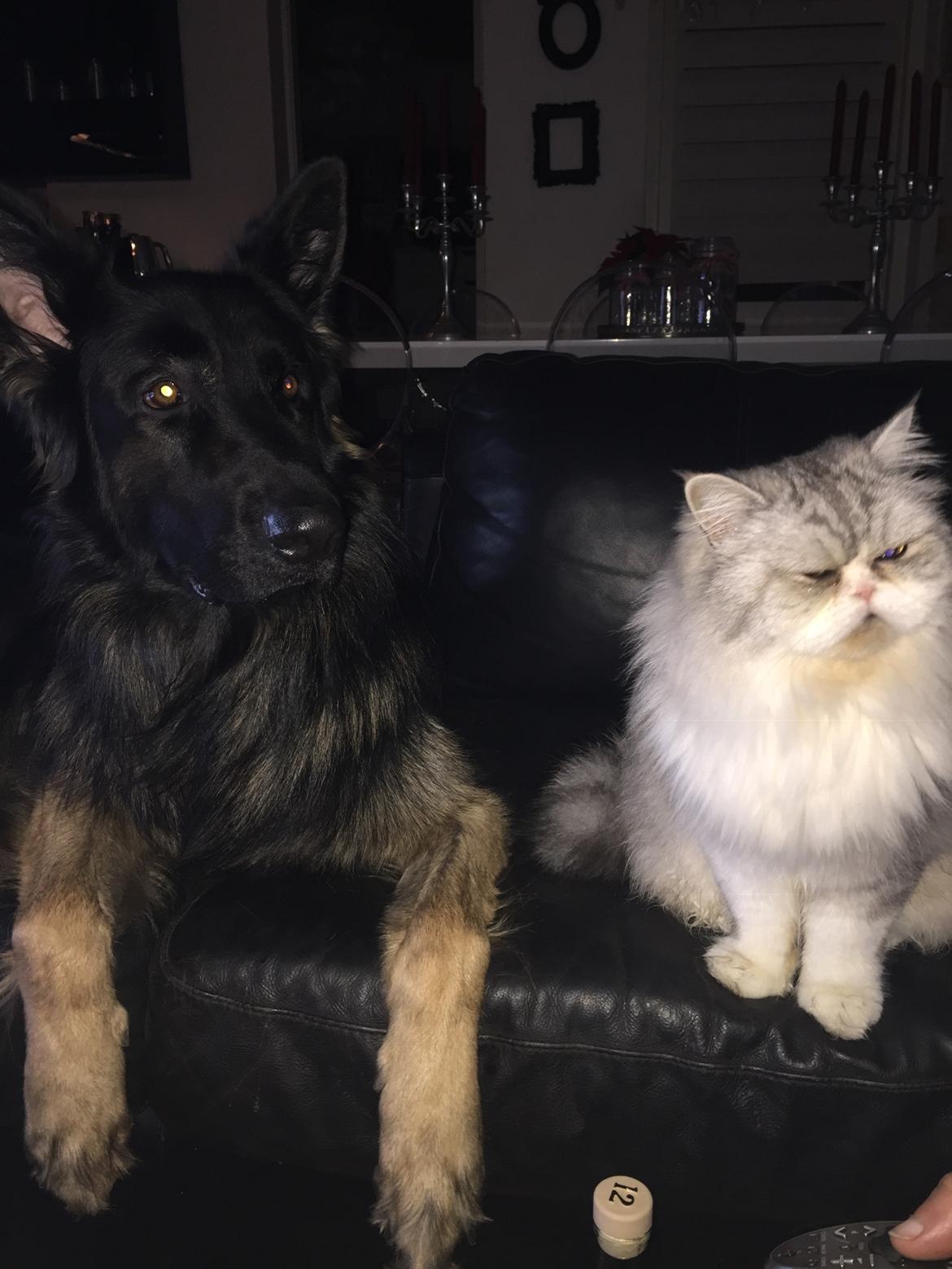 Schæferhund Rambo billede 4