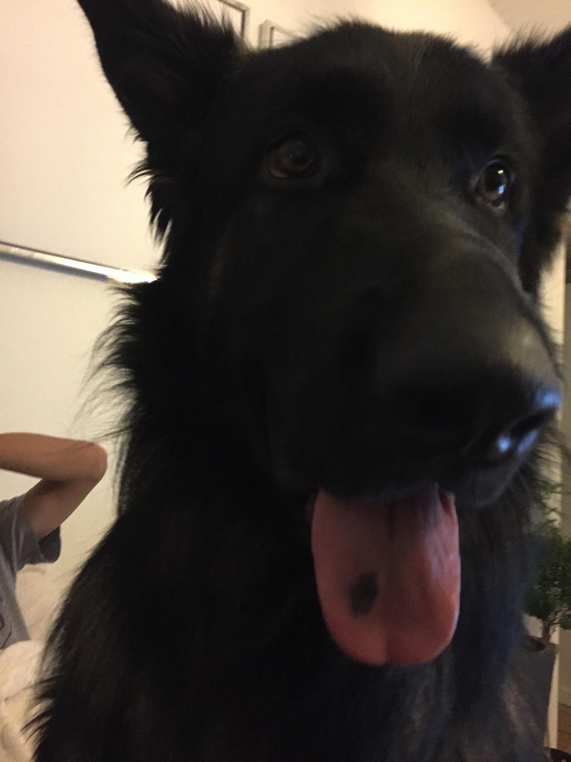 Schæferhund Rambo billede 5