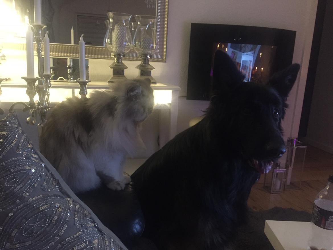 Schæferhund Rambo billede 2