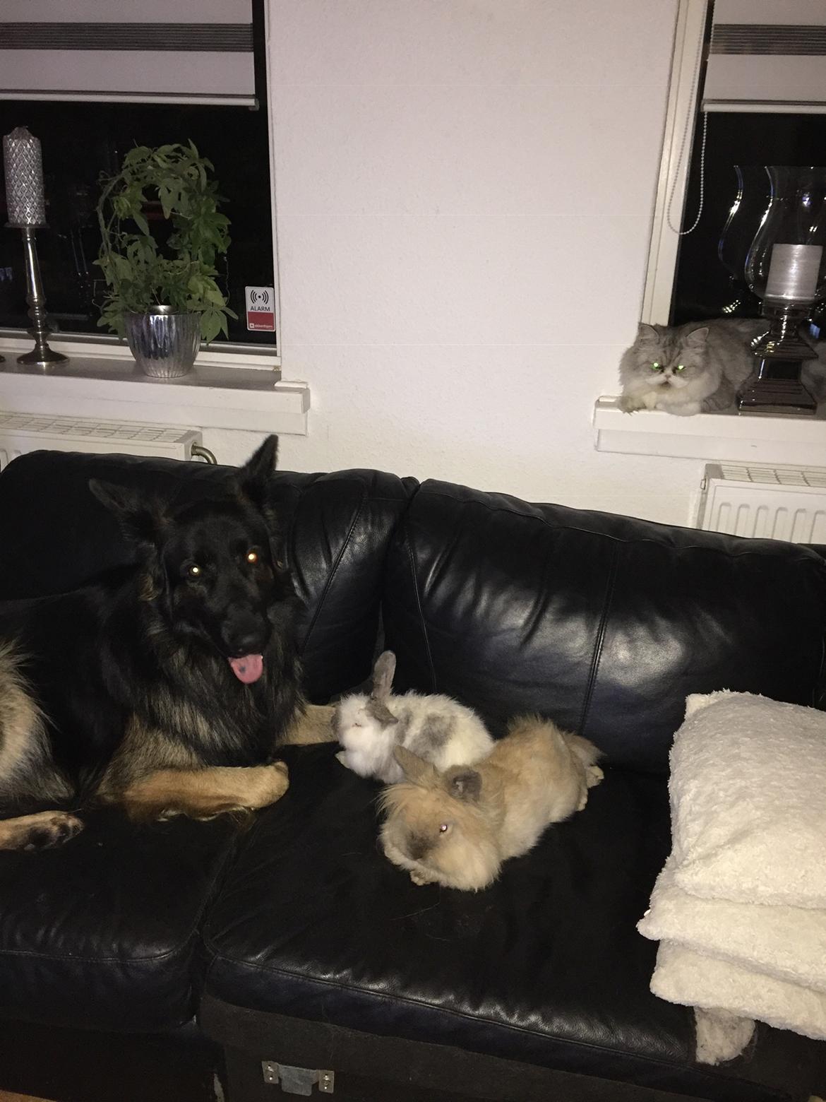 Schæferhund Rambo billede 7