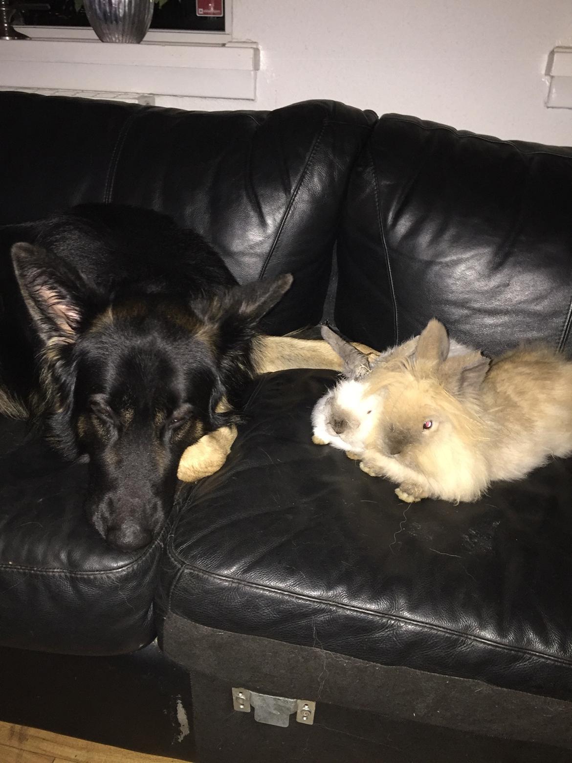 Schæferhund Rambo billede 8