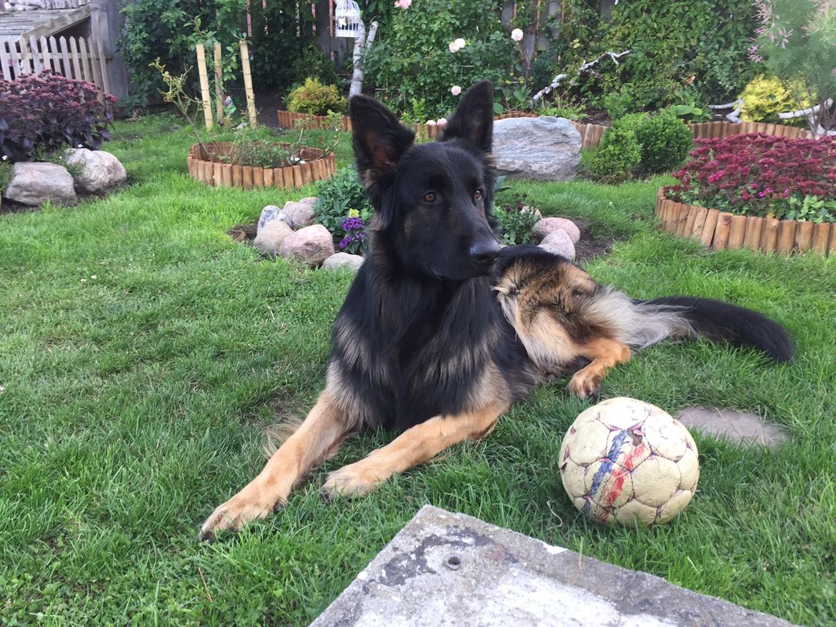 Schæferhund Rambo billede 9