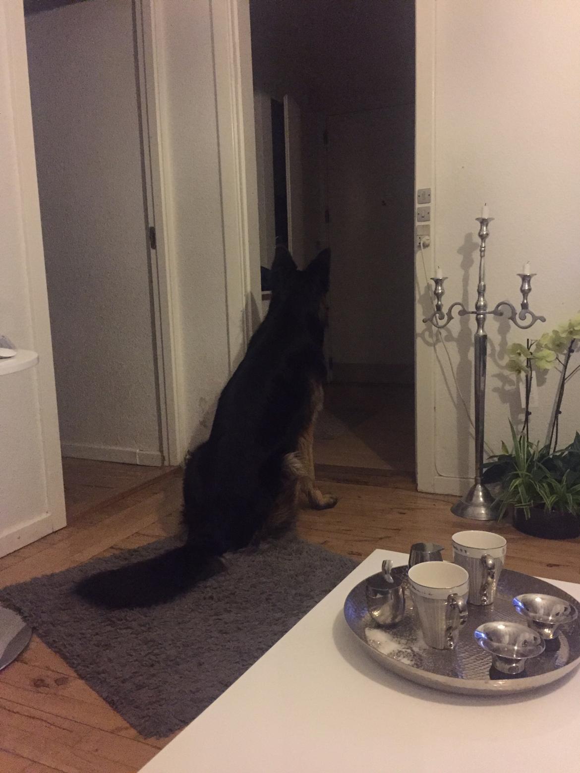 Schæferhund Rambo billede 10