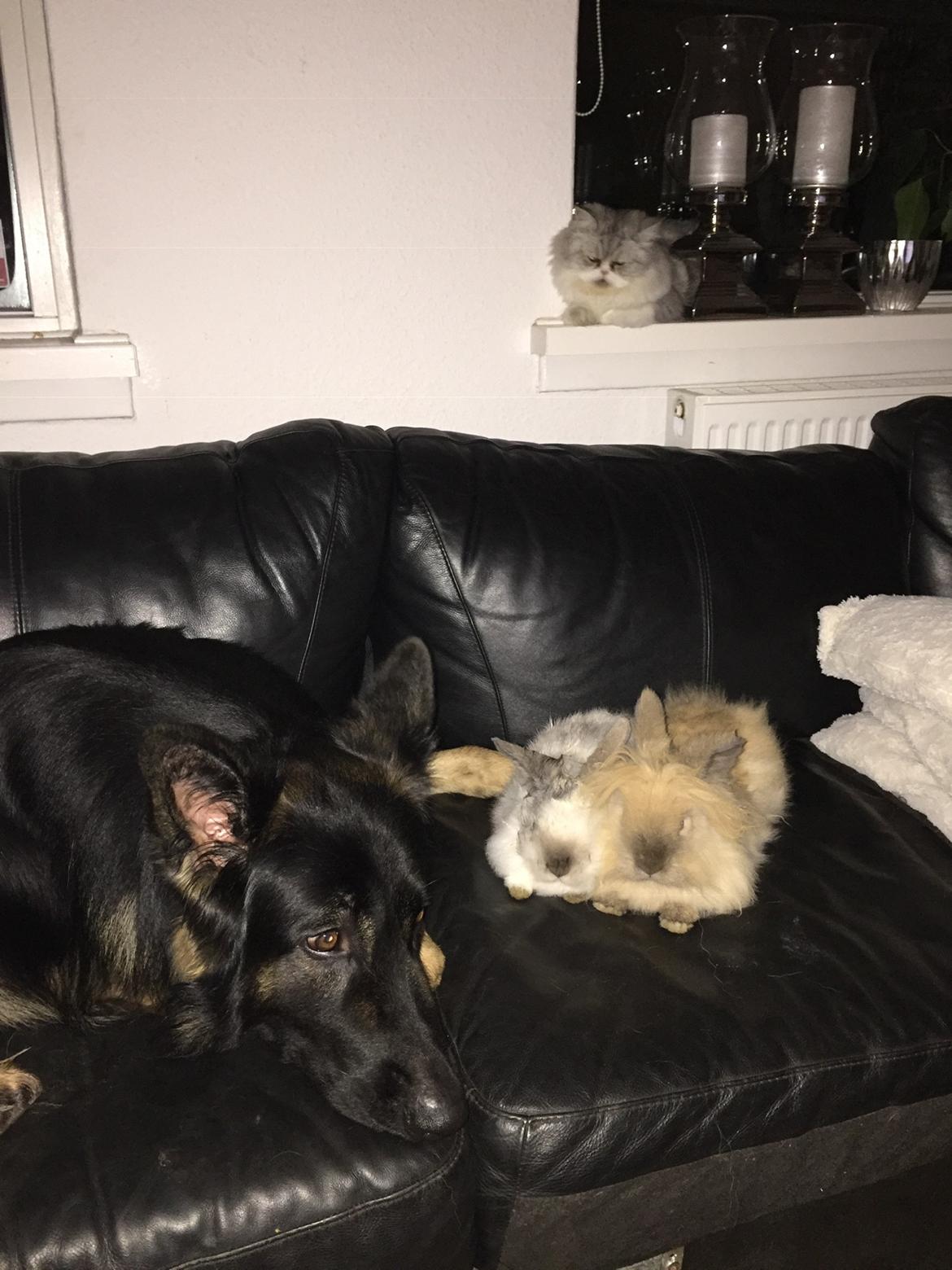 Schæferhund Rambo billede 6