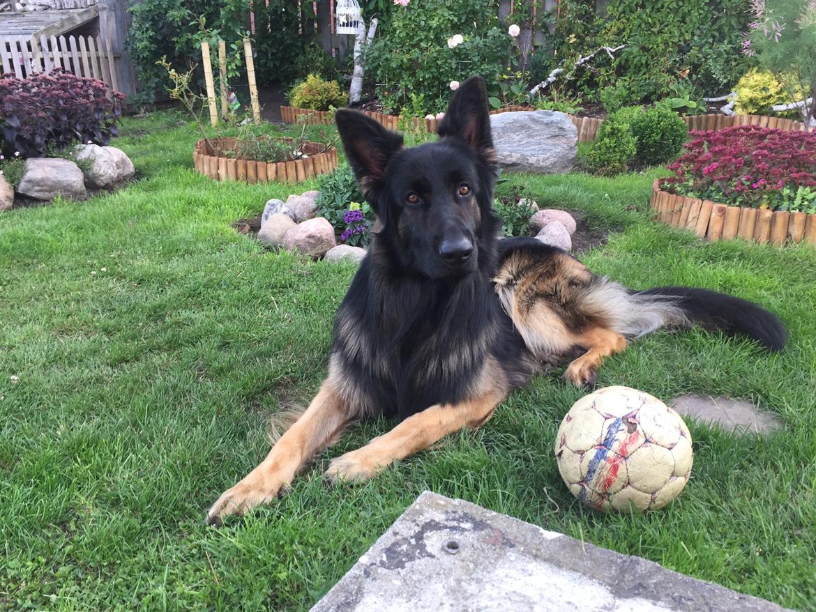 Schæferhund Rambo billede 12