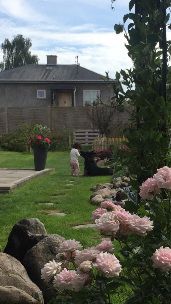 Schæferhund Rambo billede 11