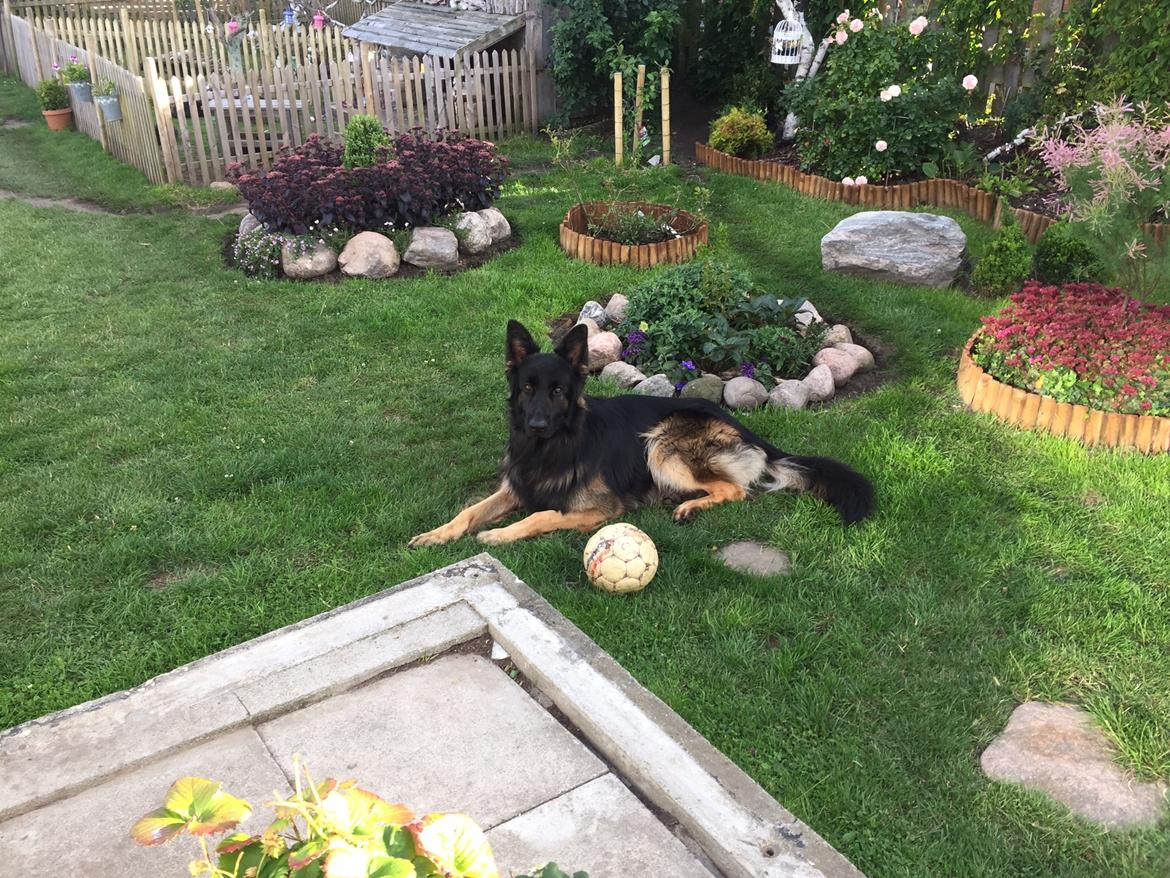 Schæferhund Rambo billede 14