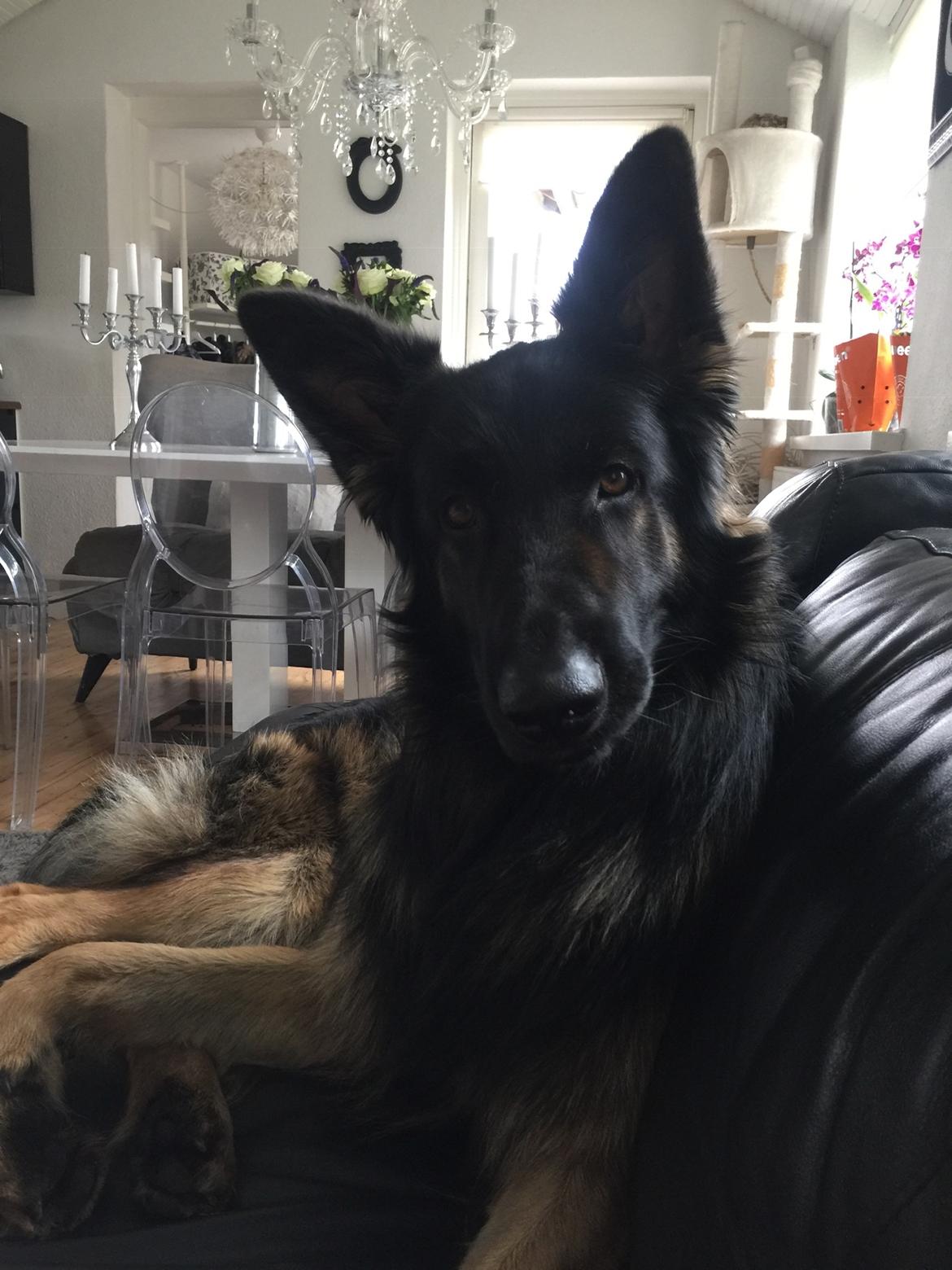 Schæferhund Rambo billede 15