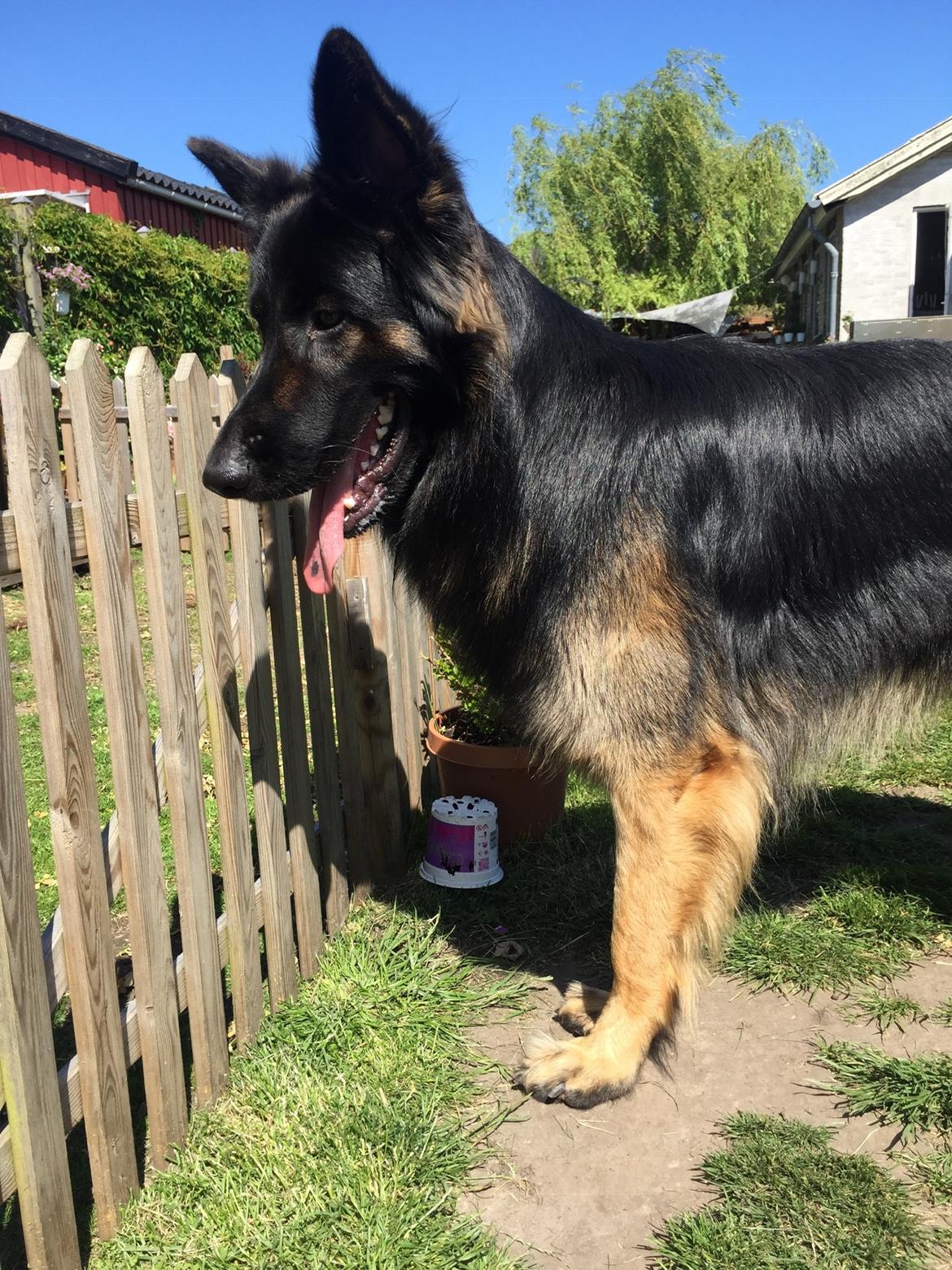 Schæferhund Rambo billede 16