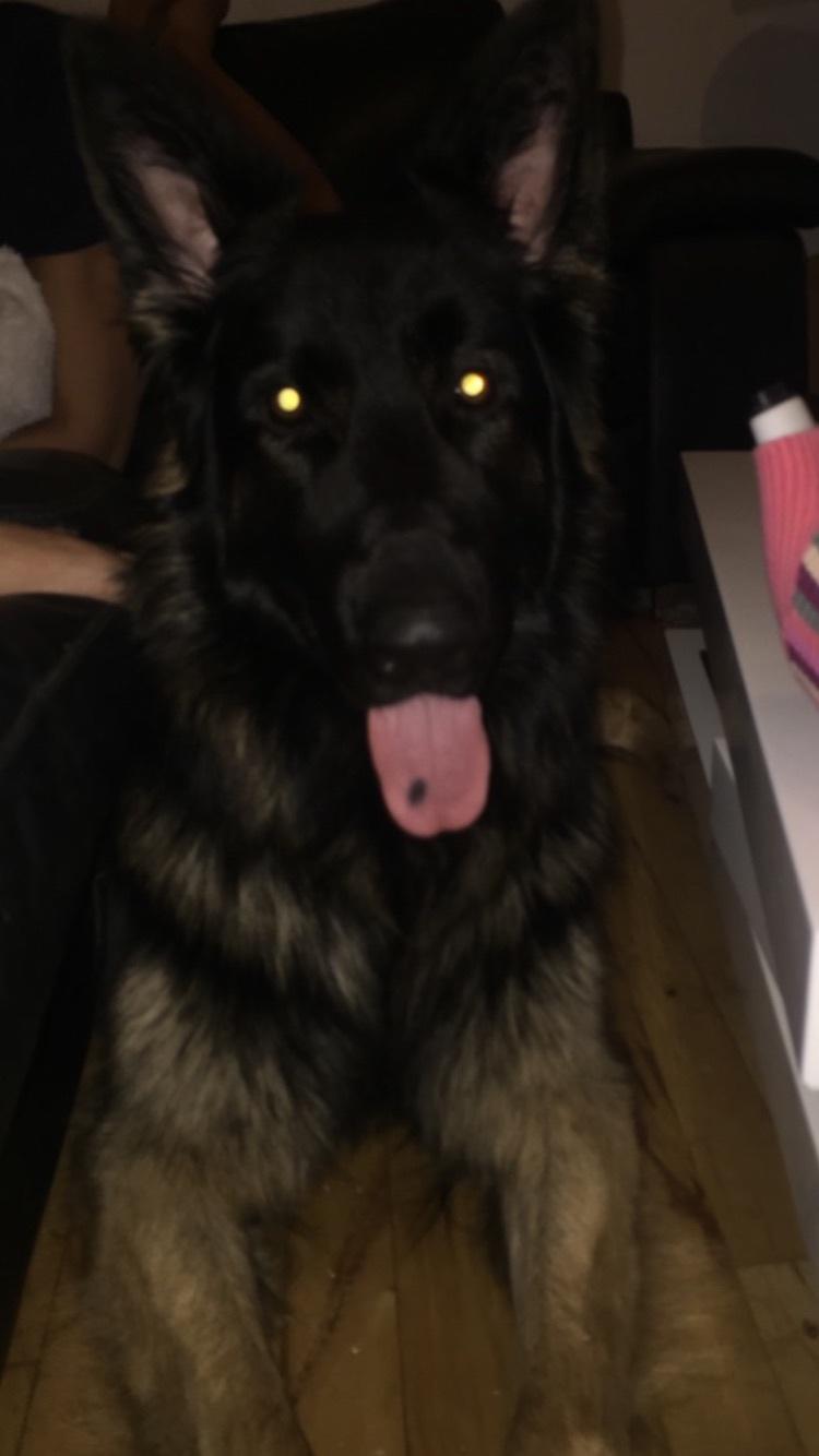 Schæferhund Rambo billede 17