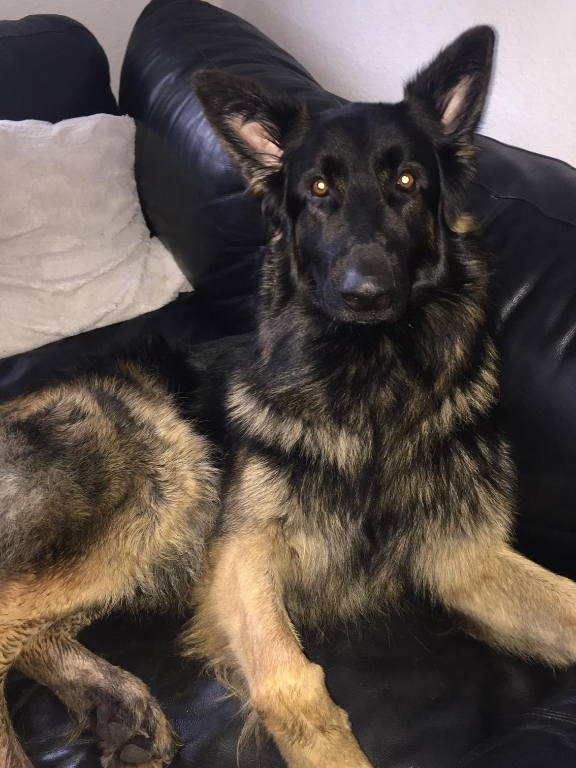 Schæferhund Rambo billede 18