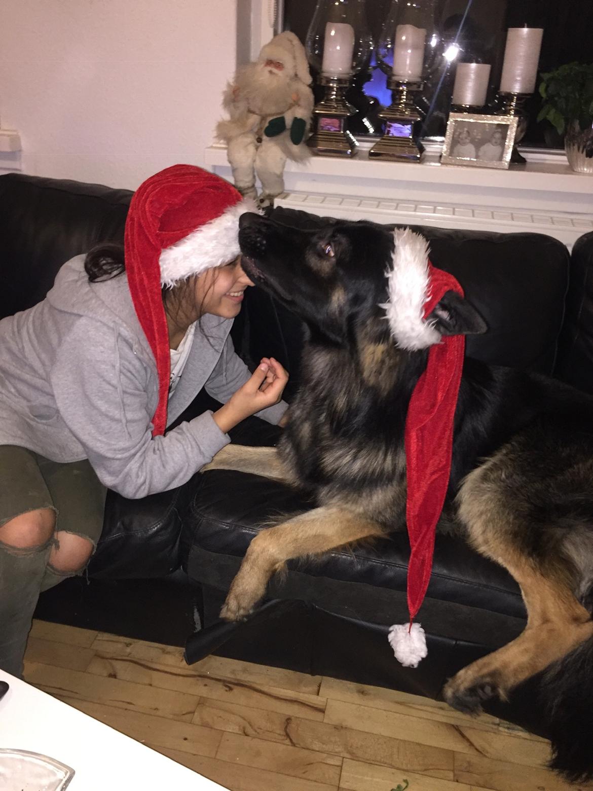 Schæferhund Rambo billede 19