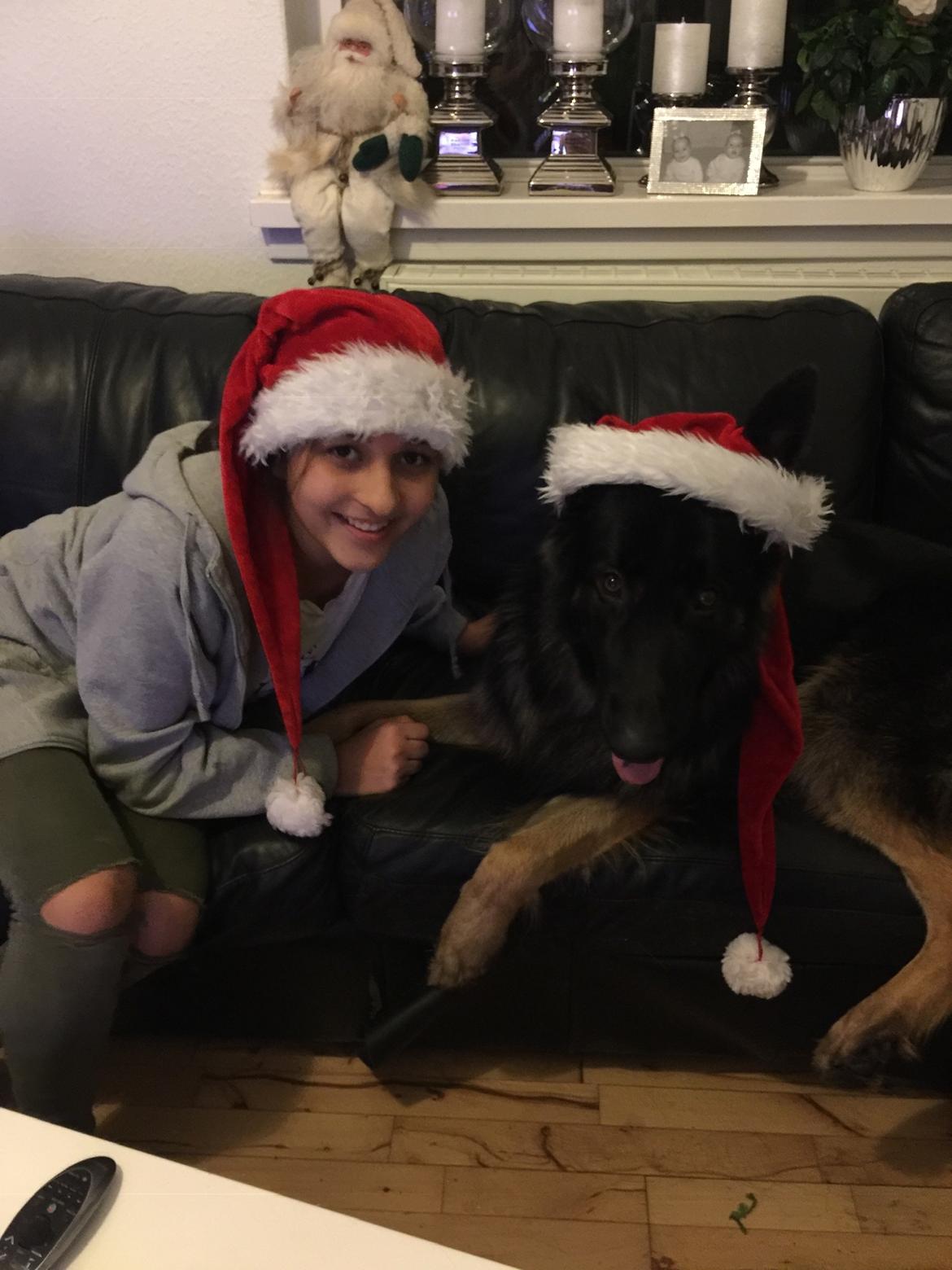 Schæferhund Rambo billede 20