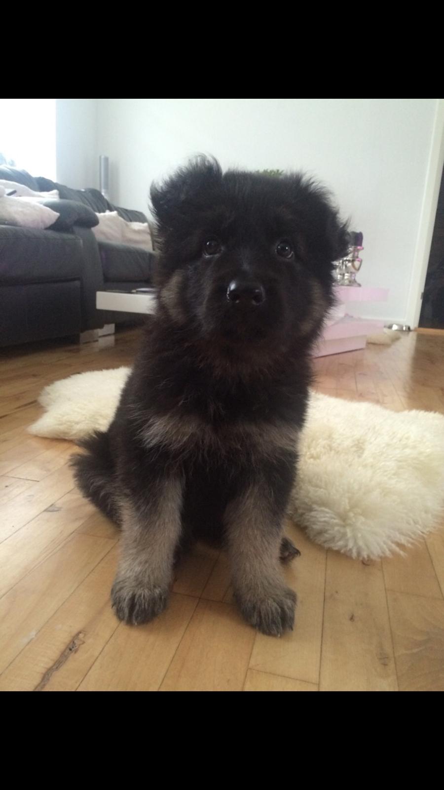 Schæferhund Rambo billede 21