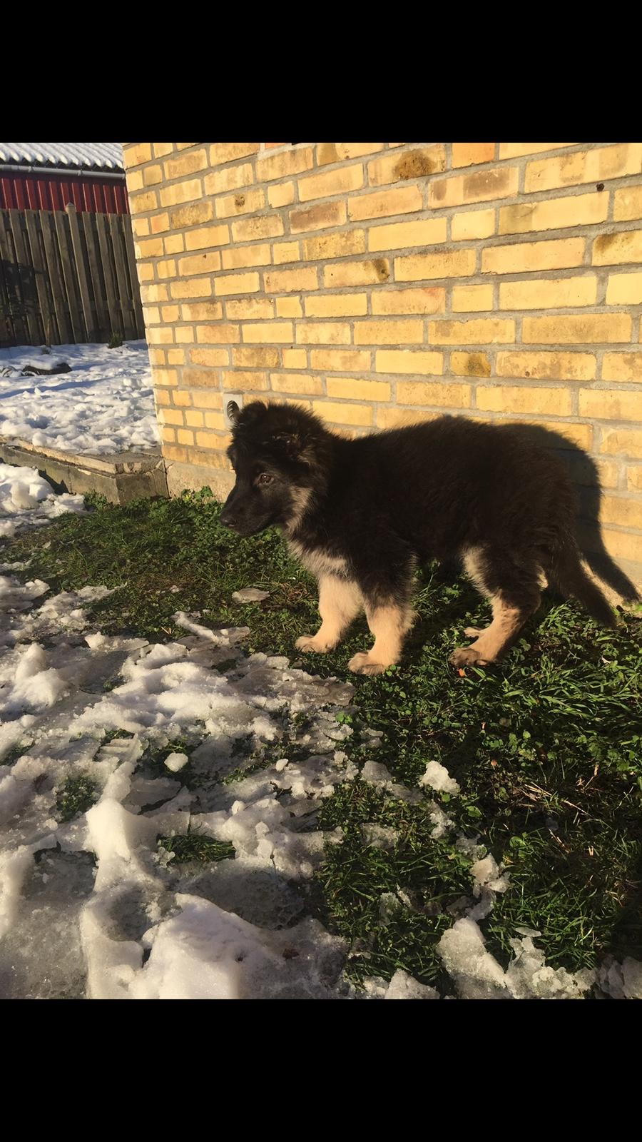 Schæferhund Rambo billede 22