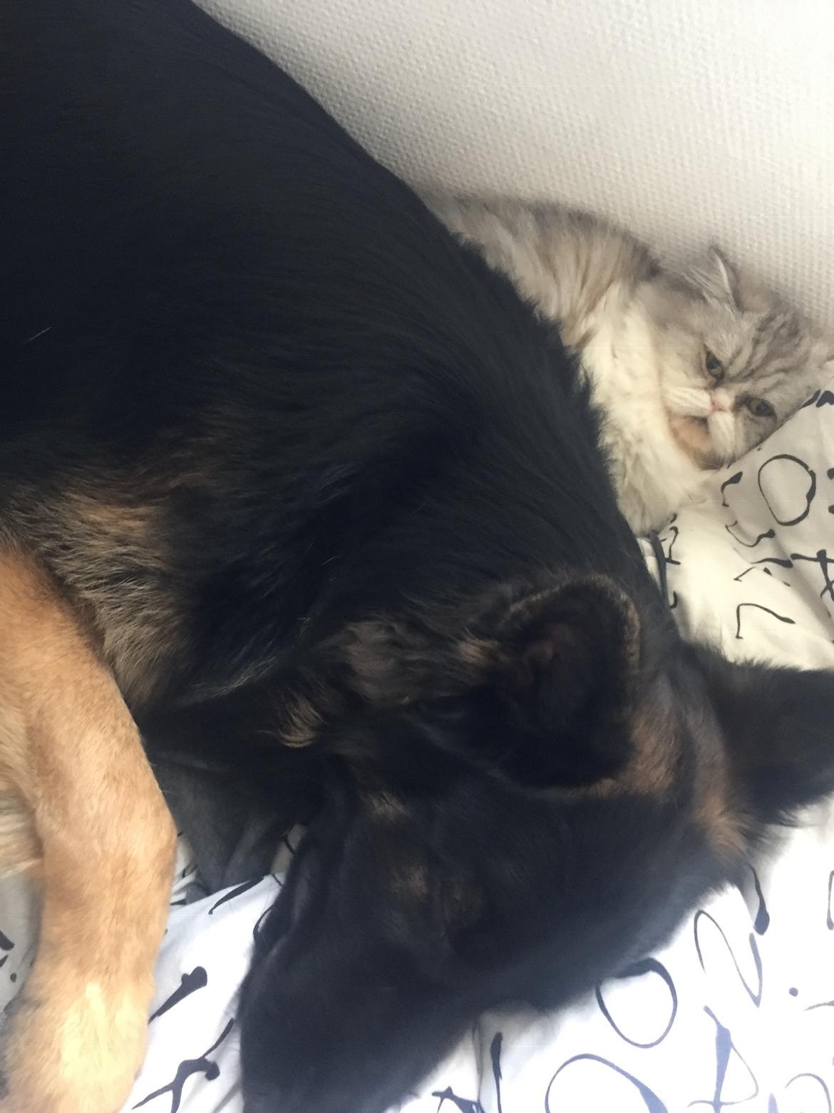 Schæferhund Rambo billede 23