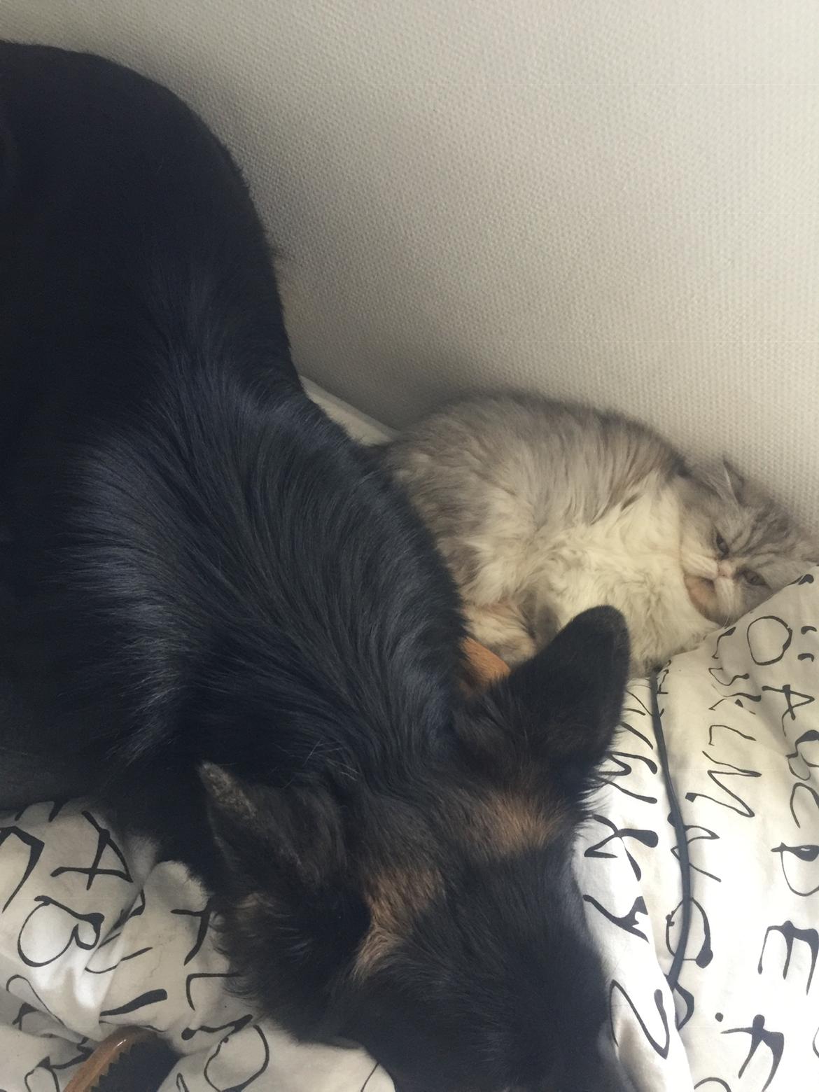 Schæferhund Rambo billede 24