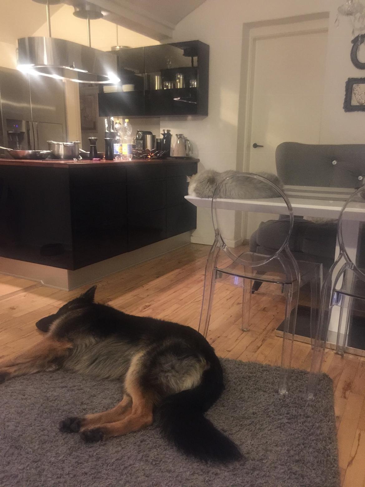 Schæferhund Rambo billede 25