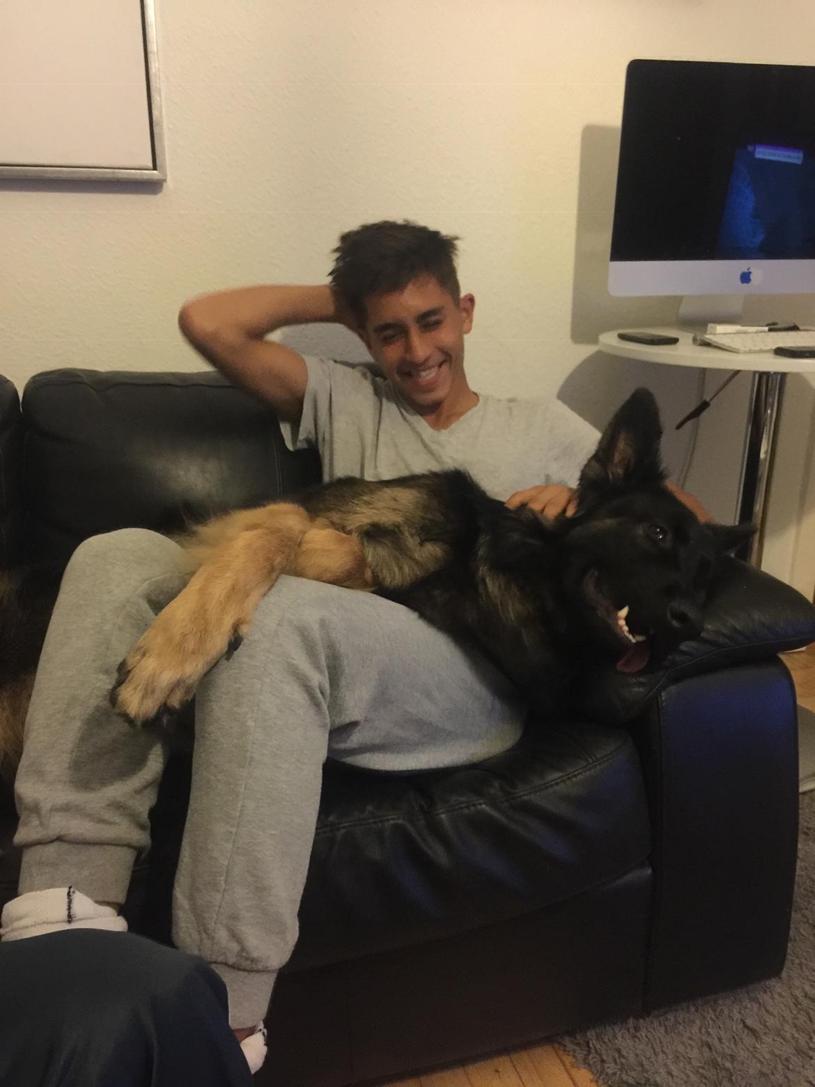 Schæferhund Rambo billede 26