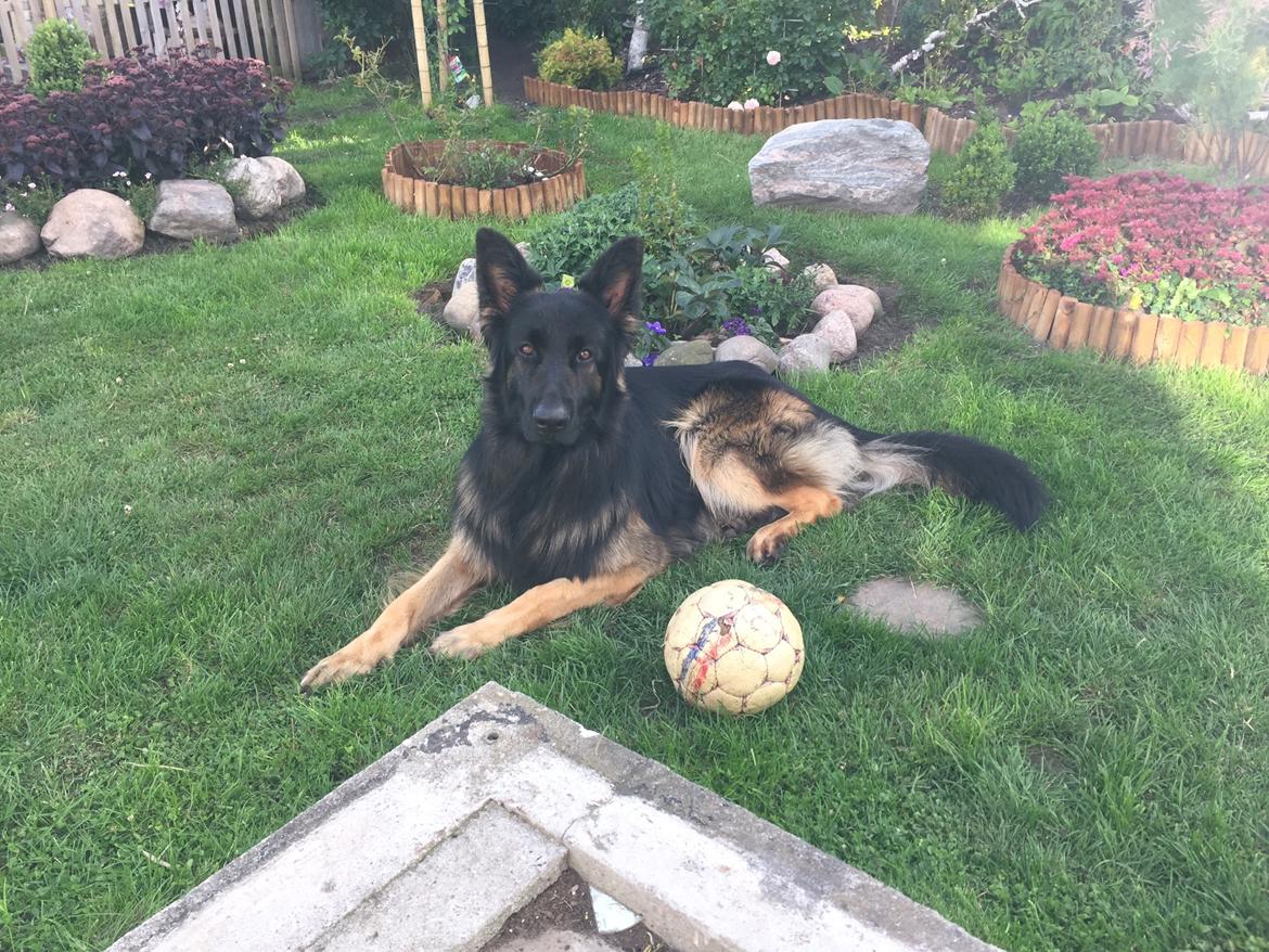 Schæferhund Rambo billede 13