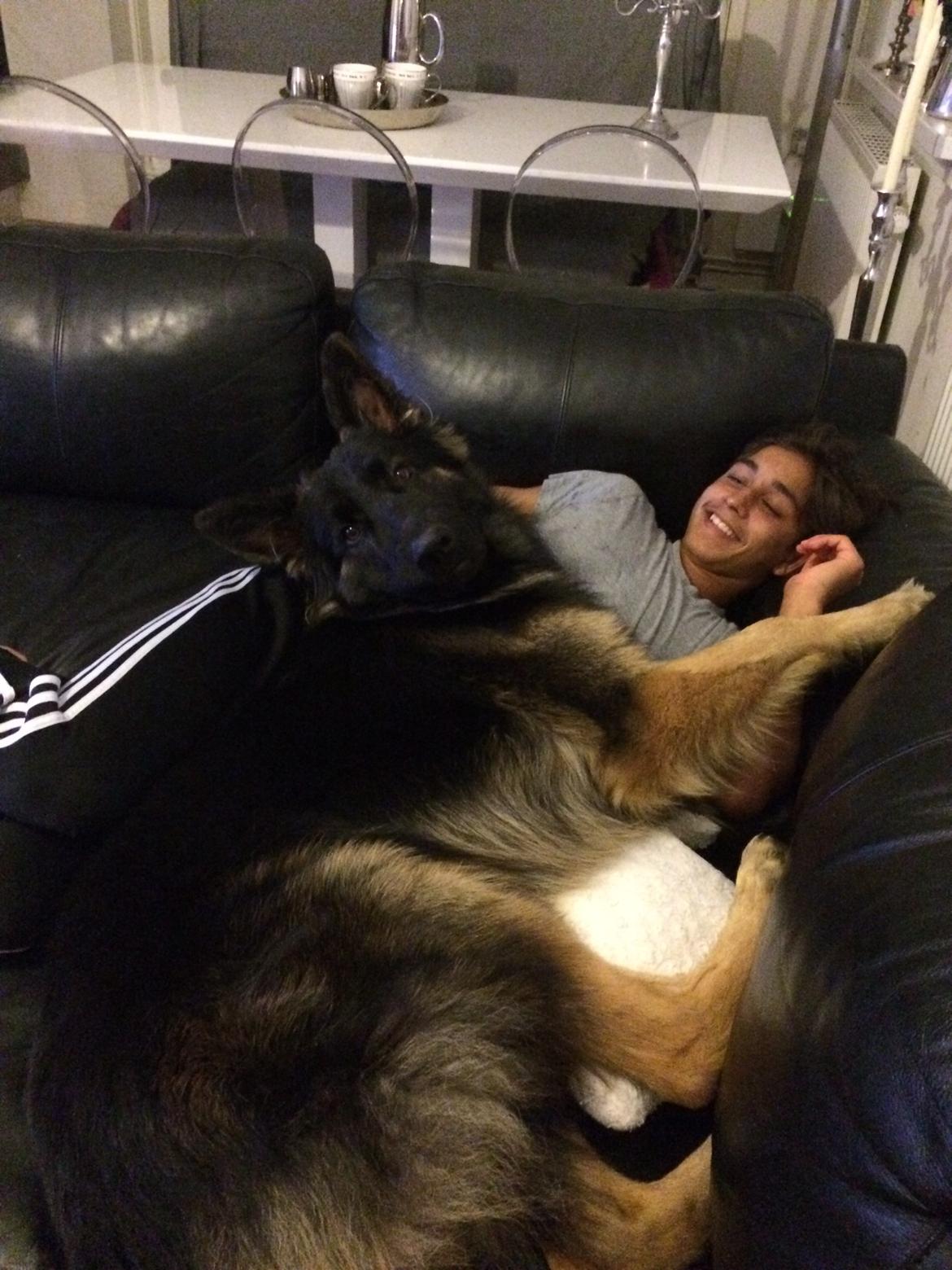 Schæferhund Rambo billede 28