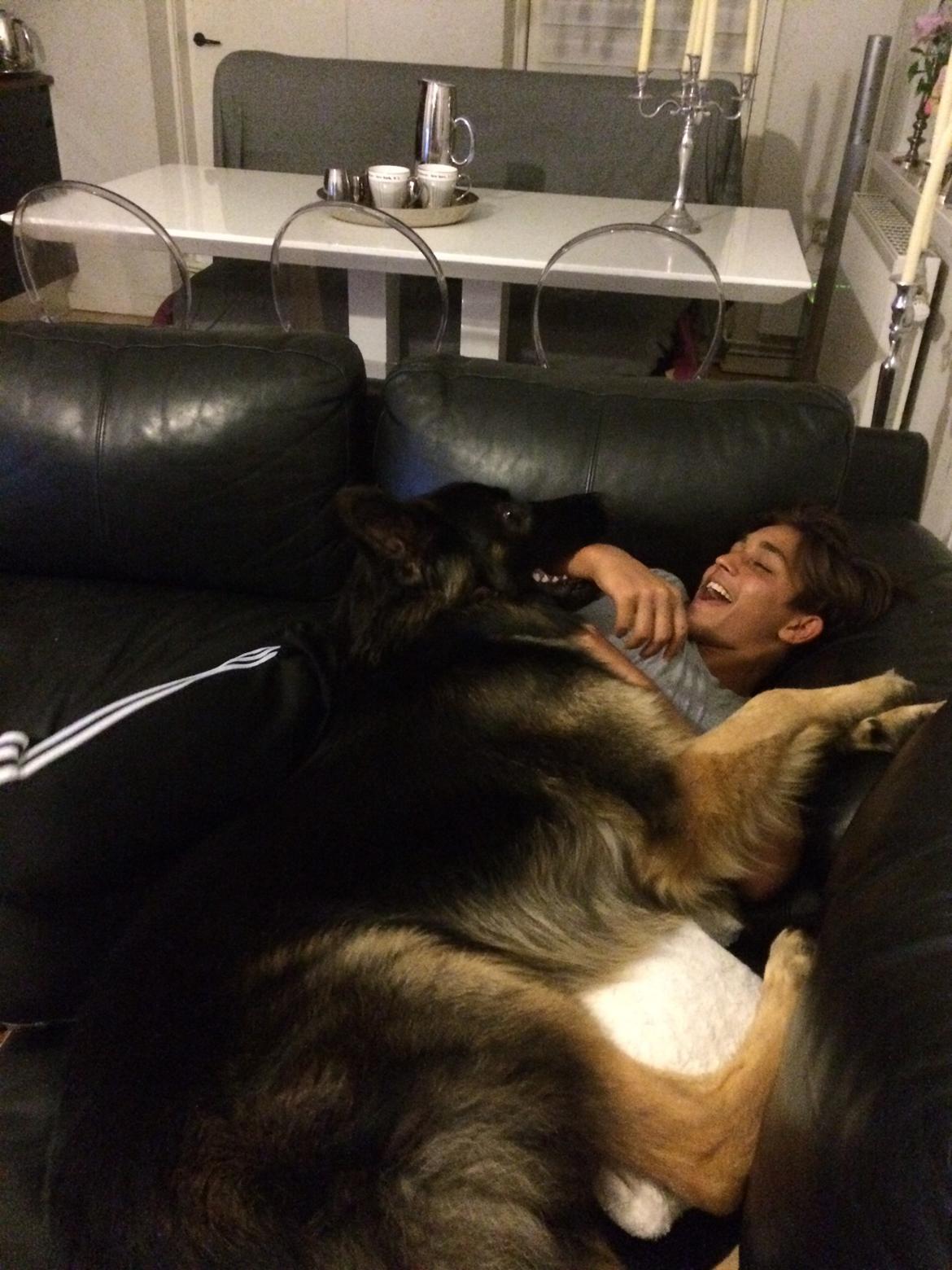 Schæferhund Rambo billede 29