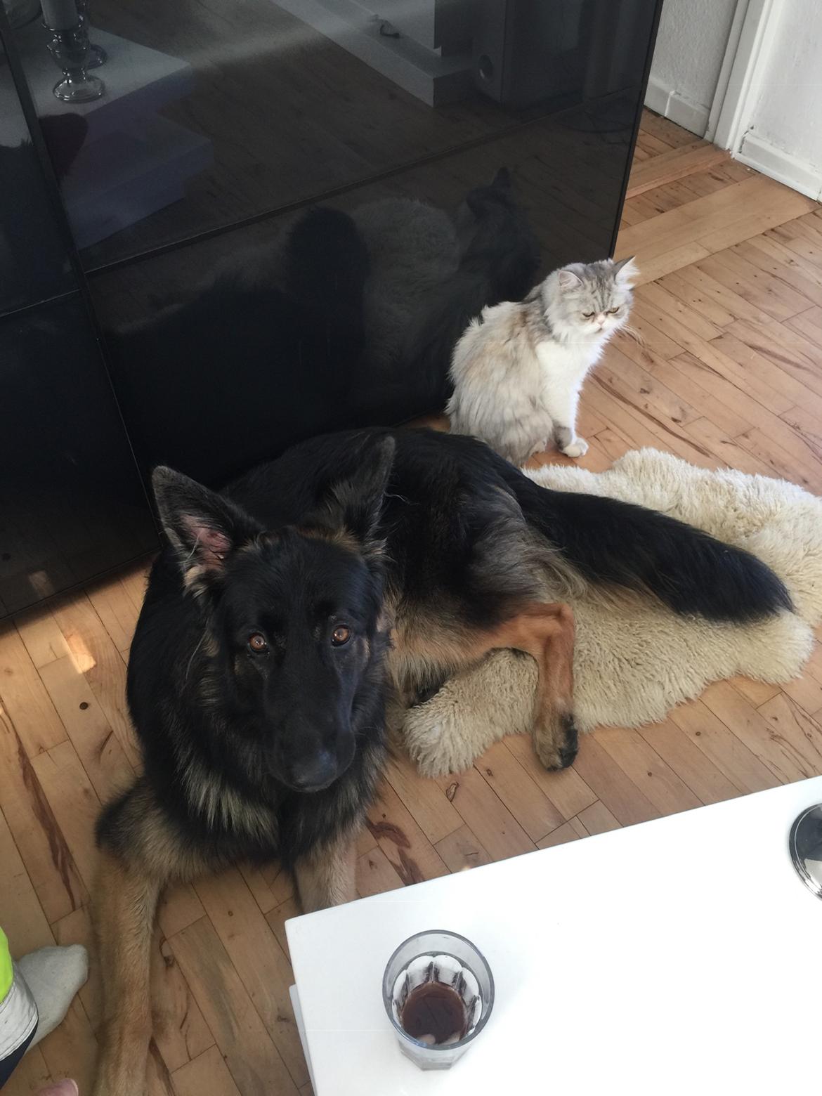 Schæferhund Rambo billede 30