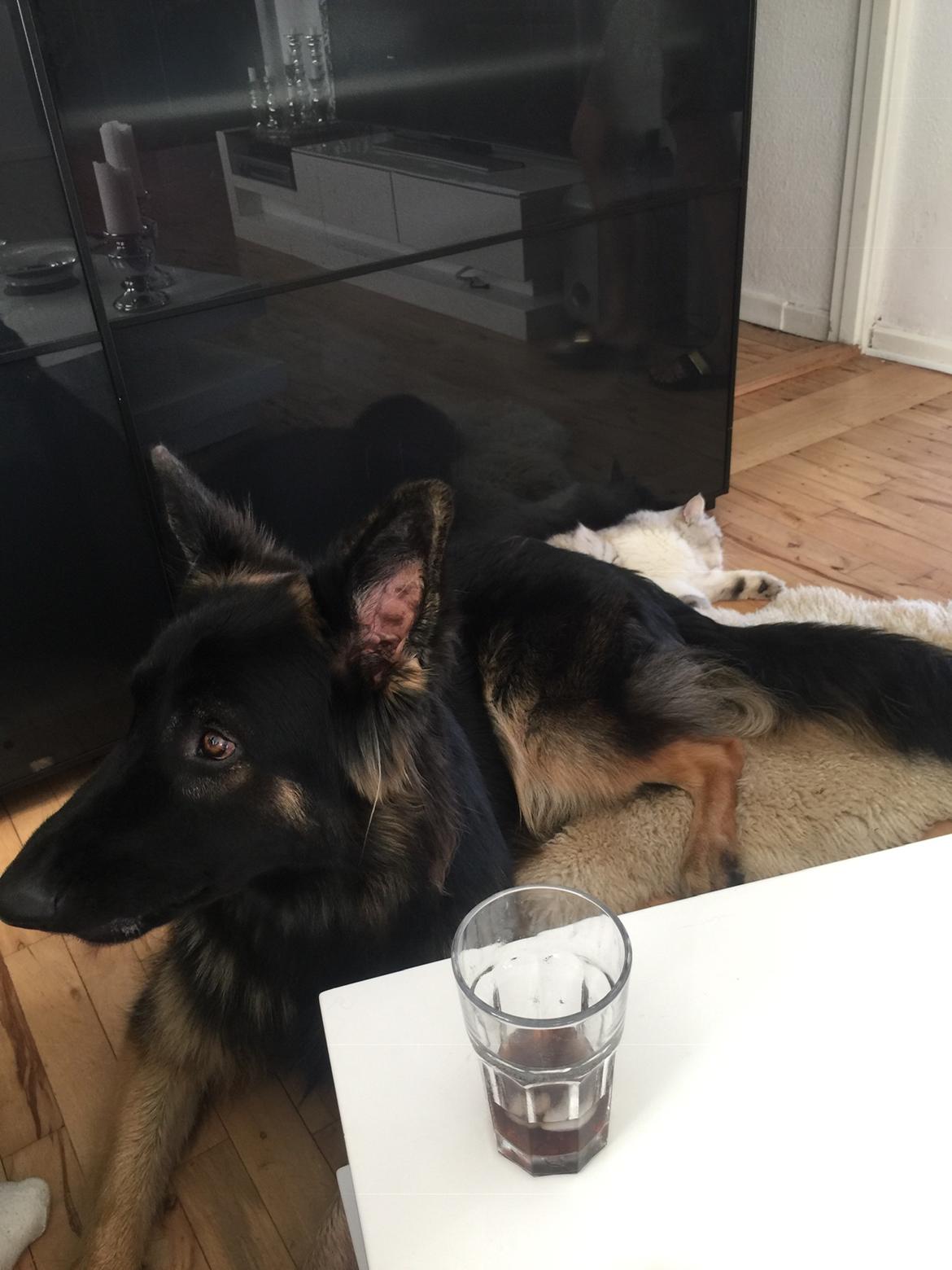 Schæferhund Rambo billede 31