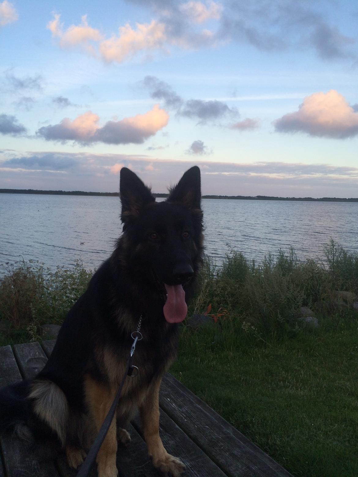 Schæferhund Rambo billede 32