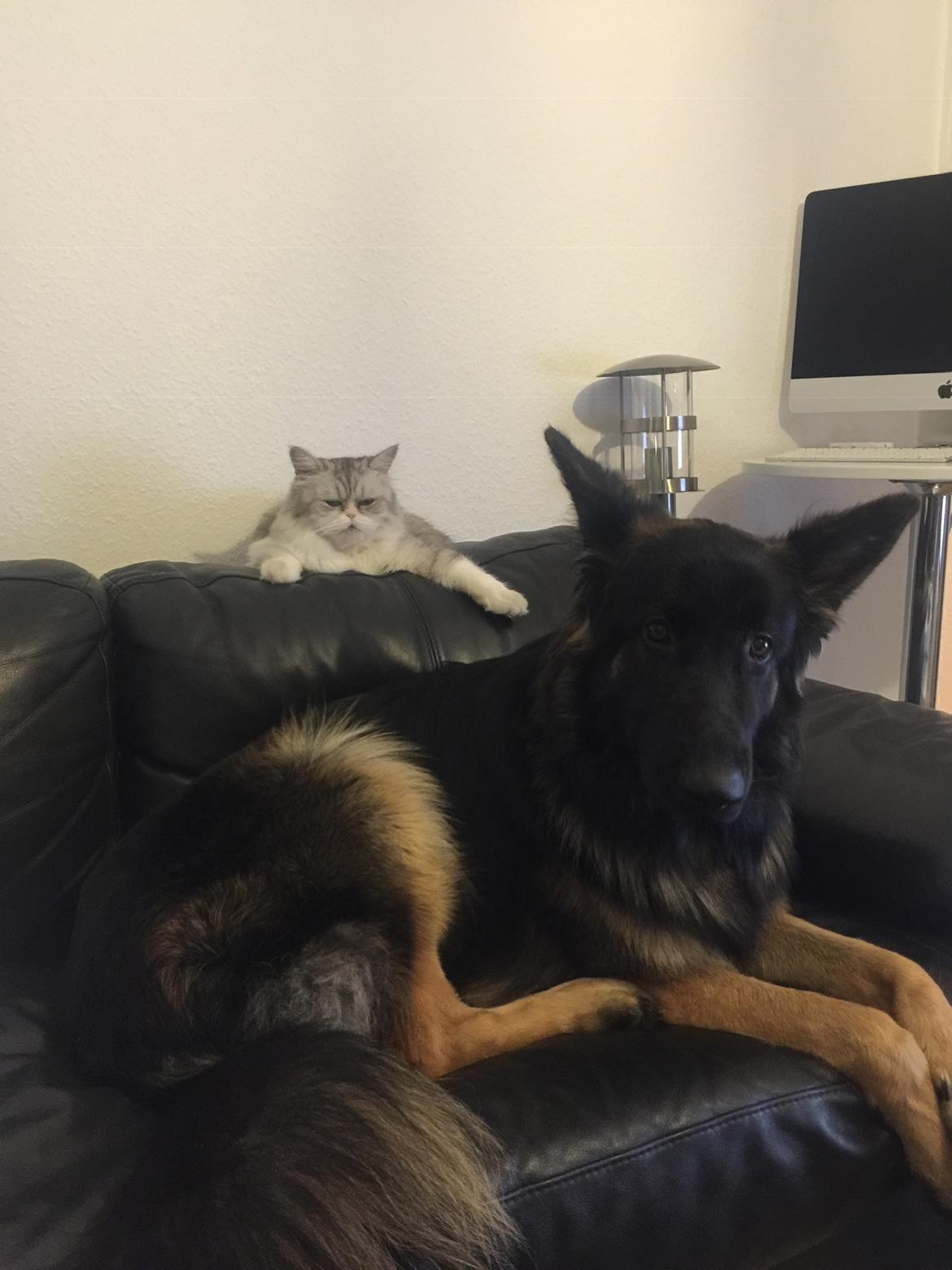 Schæferhund Rambo billede 27