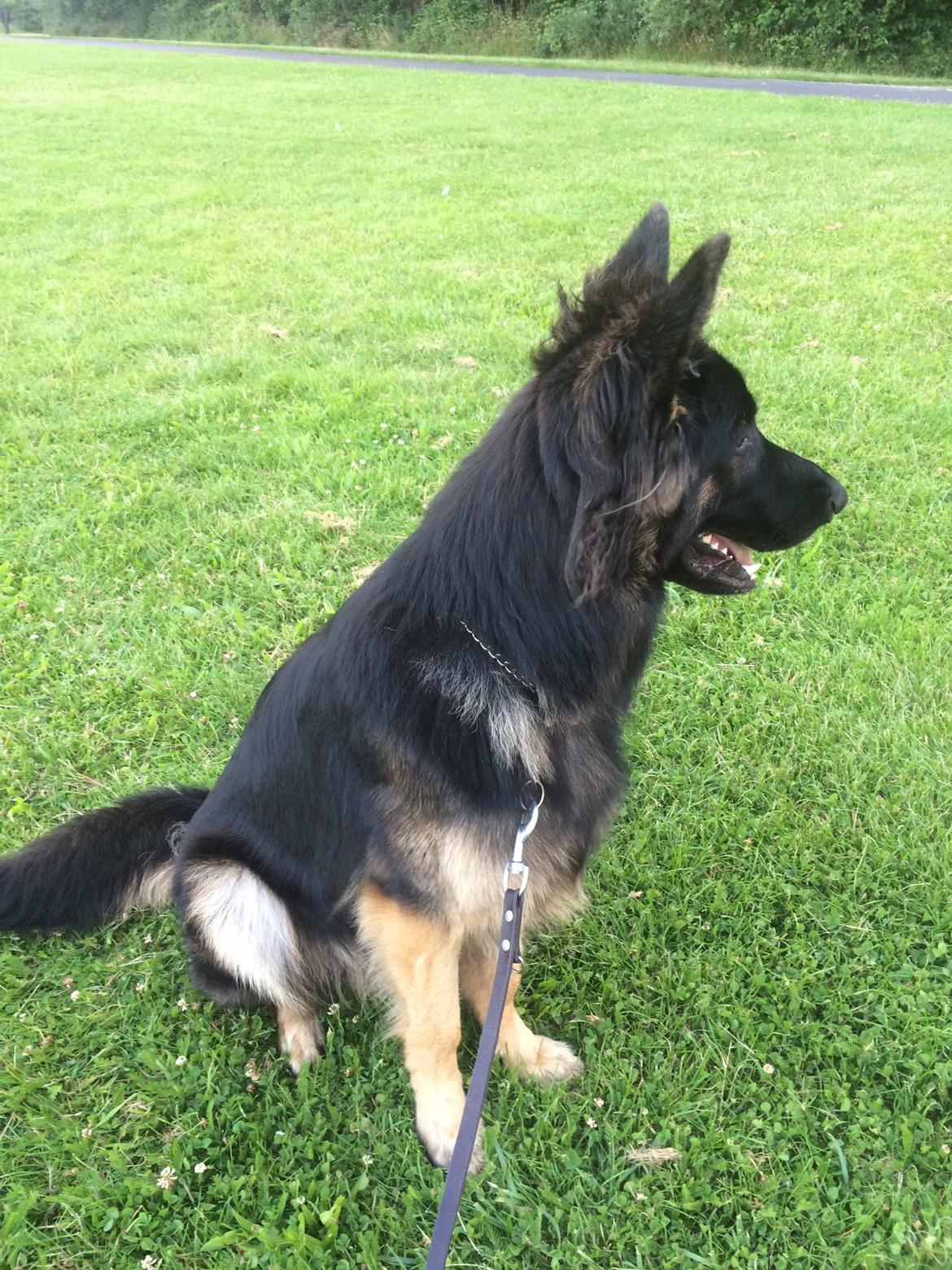 Schæferhund Rambo billede 34