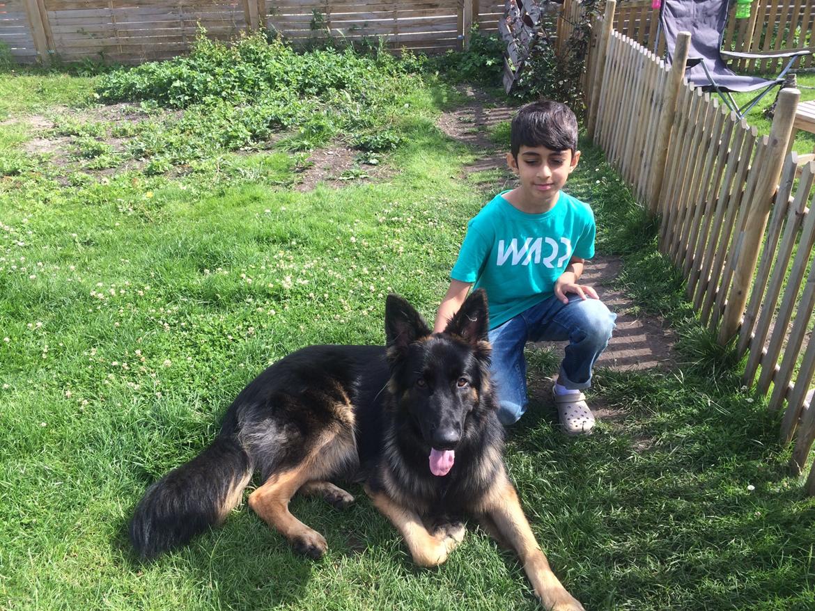 Schæferhund Rambo billede 35