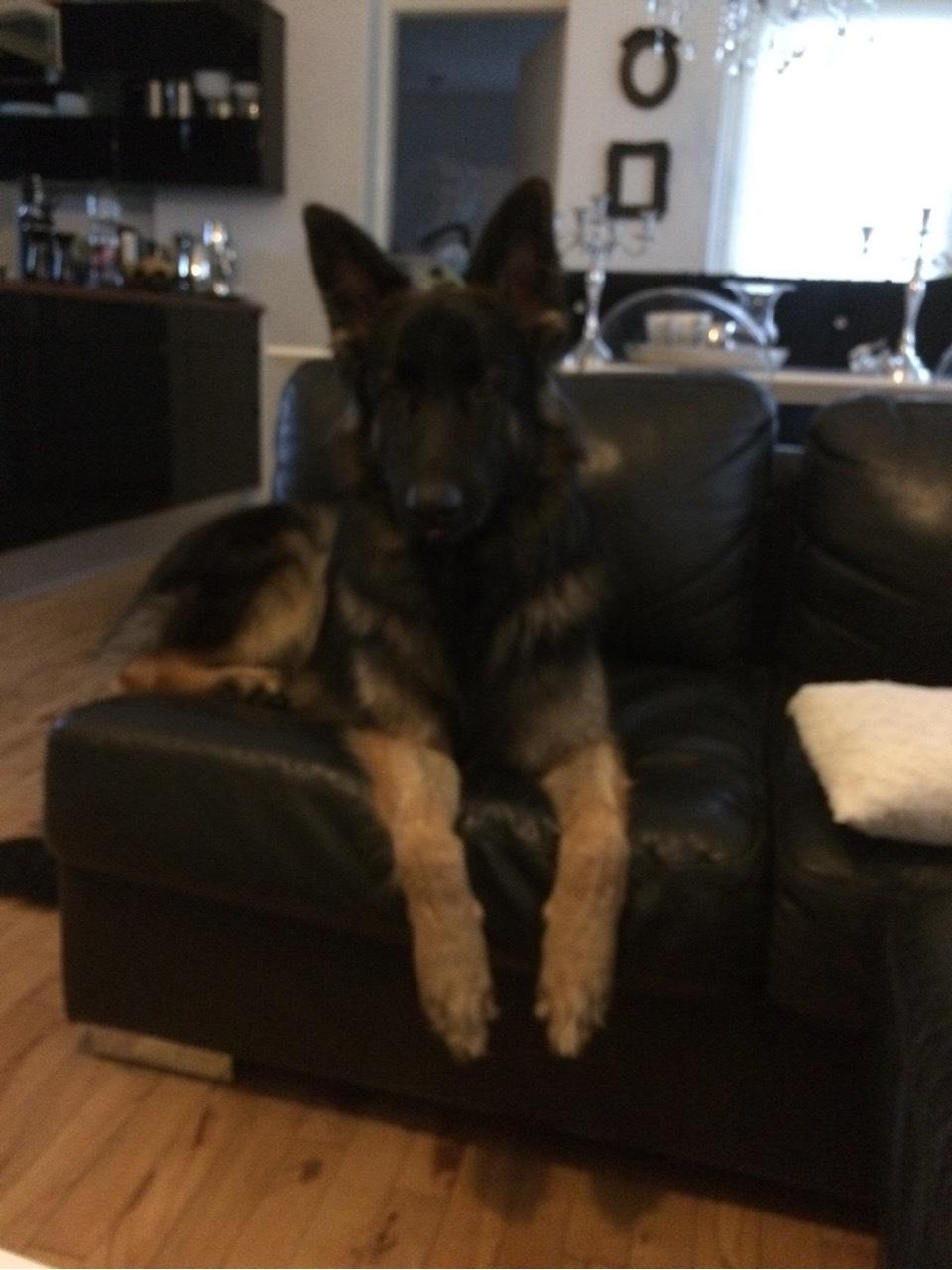 Schæferhund Rambo billede 36