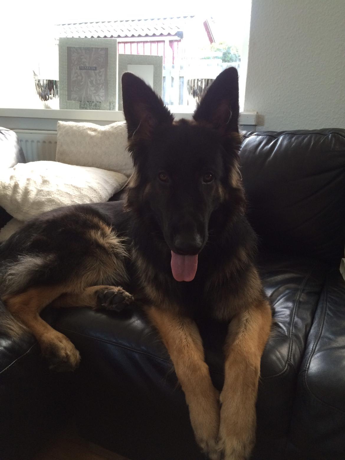 Schæferhund Rambo billede 37