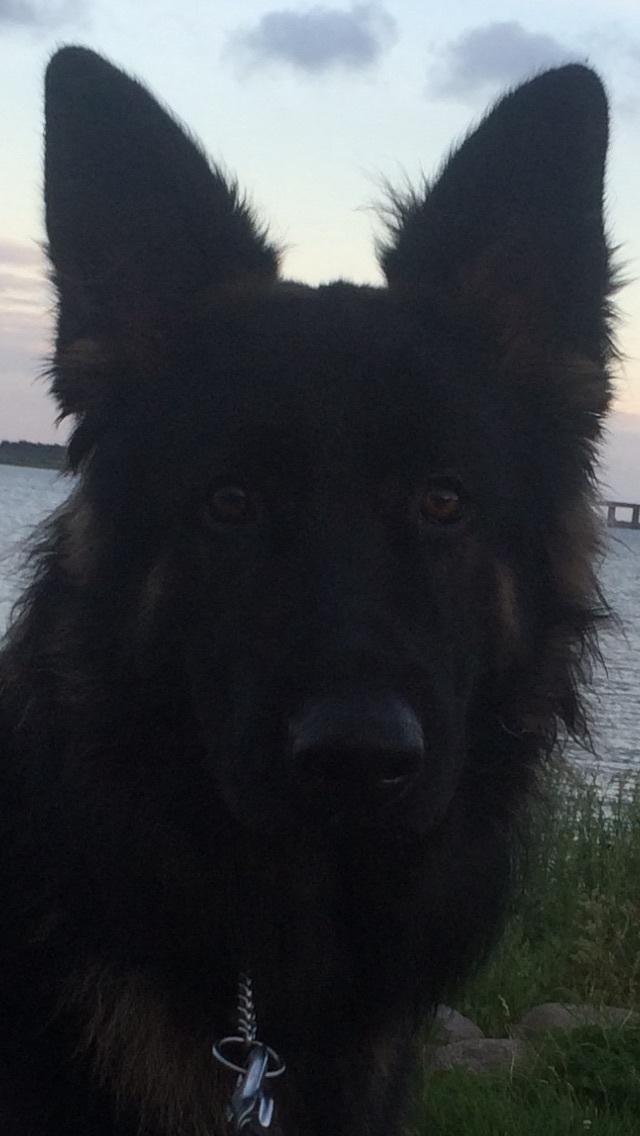 Schæferhund Rambo billede 33
