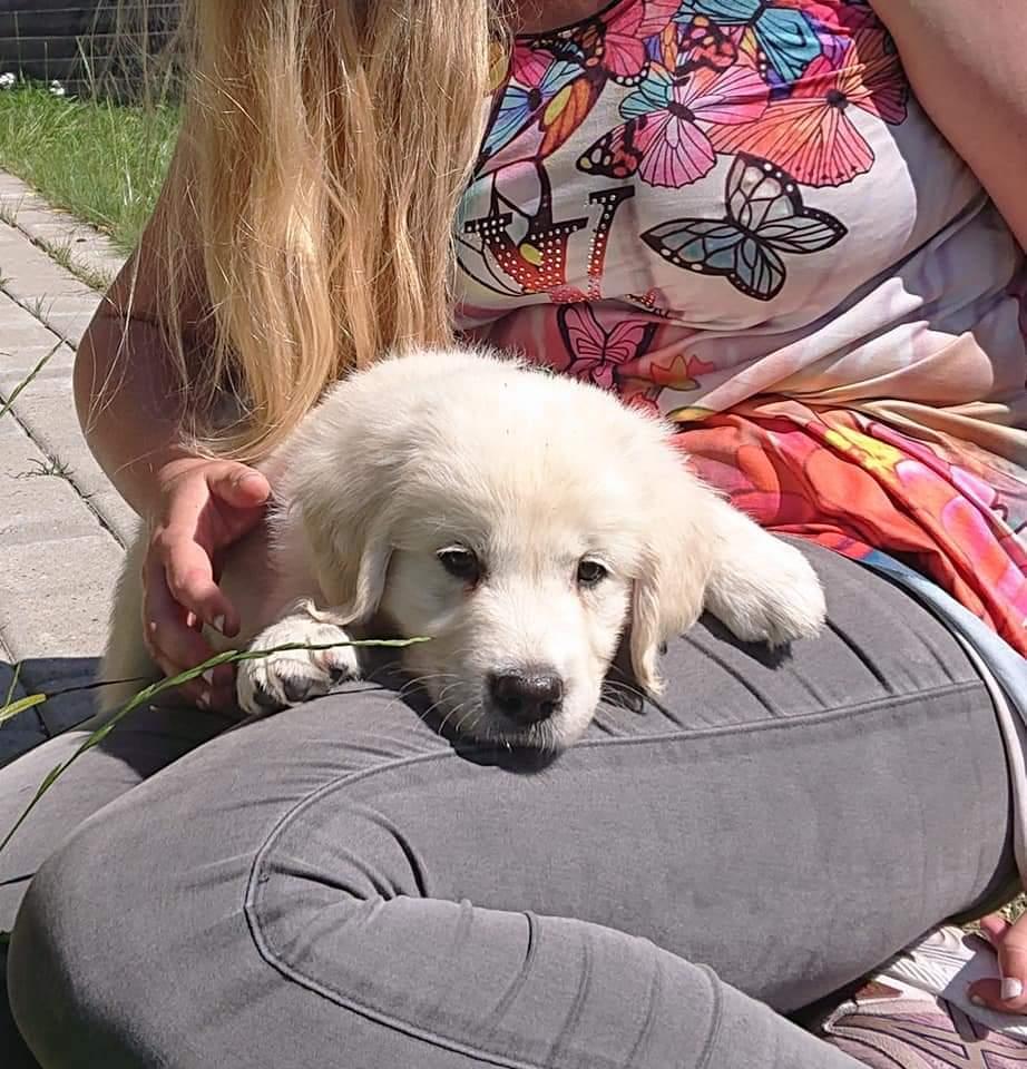 Golden retriever Balto  billede 1