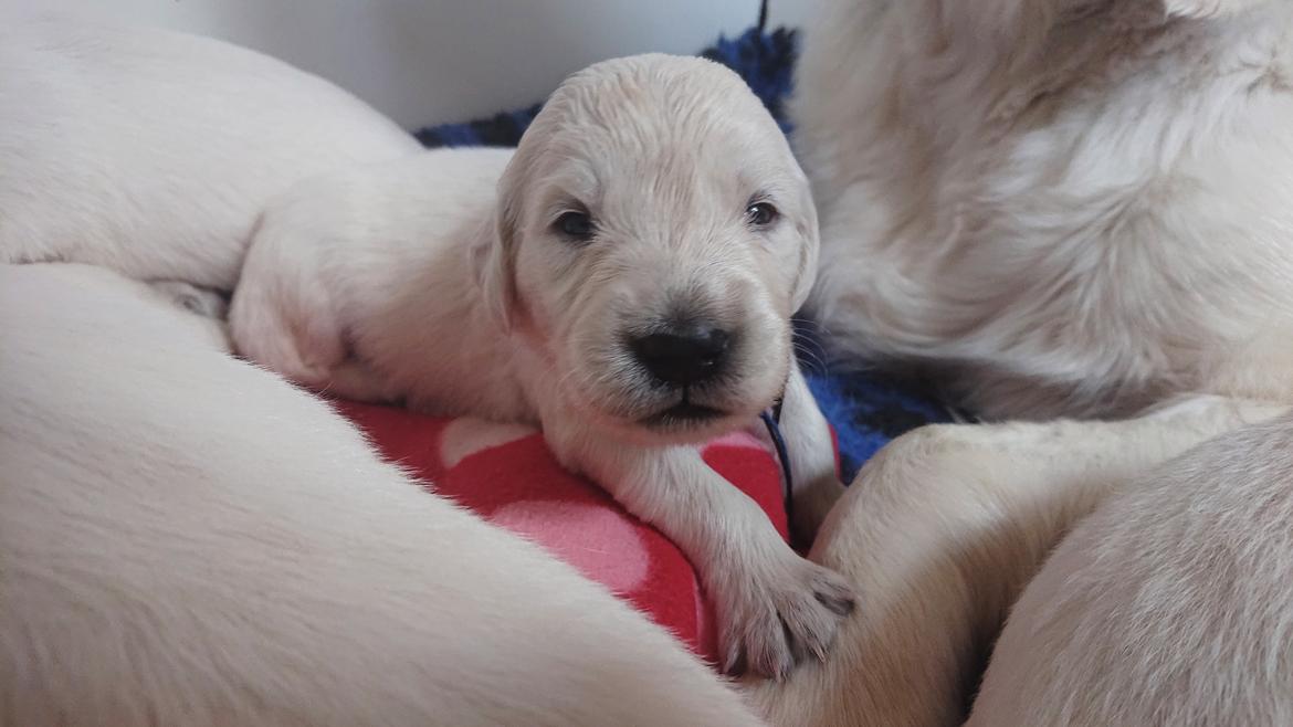 Golden retriever Balto  billede 2