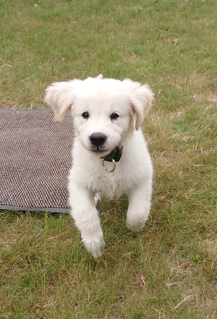 Golden retriever Balto  billede 3