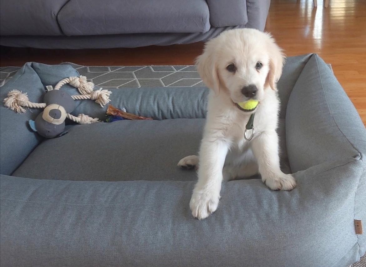 Golden retriever Balto  billede 4