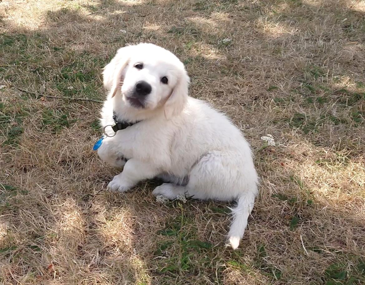 Golden retriever Balto  billede 5