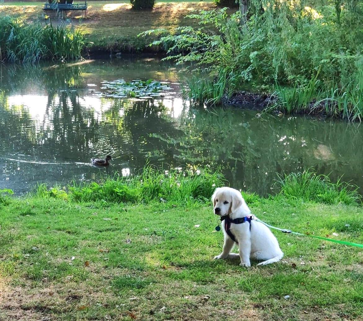 Golden retriever Balto  billede 6