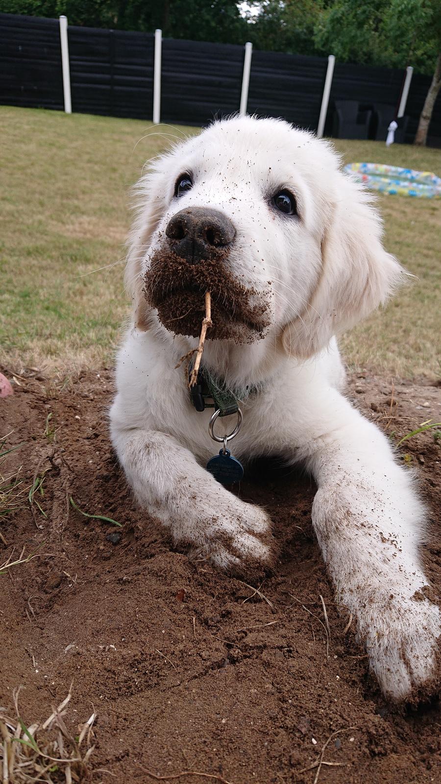 Golden retriever Balto  billede 7