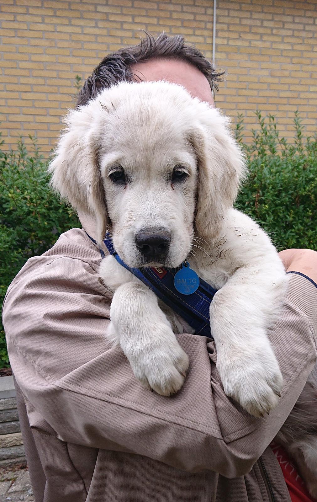 Golden retriever Balto  billede 8