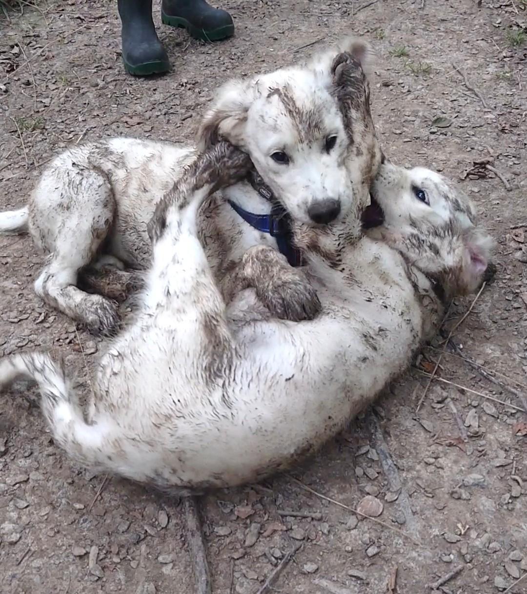 Golden retriever Balto  billede 9